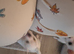 Beautiful Jack Russell pups for sale!