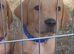Working labrador red fox