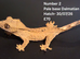 Dalmatian Juvenile crested geckos with full Lineage