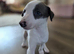 Beautiful Whippet puppies