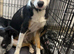 Boarder collie