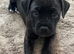 Staffordshire puppies for sale