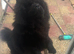 Chow chow