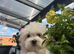 Maltese boys 17/03/2026 born