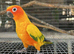 Untamed Sun Conure