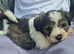 Miniature schnauzer puppies