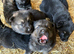 BEAUTIFUL LITTER OF GERMAN SHEPHERD PUPPIES