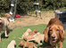 F1 Cockerpoo puppies ready to leave