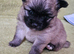 Beautiful Pomchi puppys