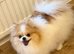 One beautiful fluffy boy for sale