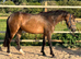 Two registered Connemara mares