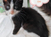 Kittens looking for 5* Homes