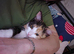Kitten