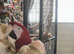 2 beautiful macaw birds