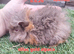 Guinea pig girls available