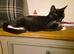 5 Beautiful kittens (Ready To Leave)