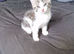 1 female kitten ready to leave now