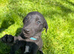 F1 Bedlington Whippet Puppies