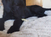 Labradoodle 8 months male