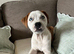 Lovely puggle male for sale