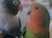 Hand tamed love bird