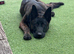 Beautiful Dutch shepherd