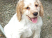 Lemon roan cocker dog pup