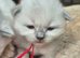 Ragdoll Kittens For Sale