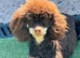 Chocolate Phantom KC Reg Toy Poodle Stud
