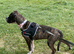 Forever Home Wanted for a Beautiful Boxer Mix
