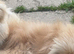 gorgeous apricot & white pekingnese part-coloured boy 14 months