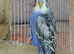 Mauve/purple budgie