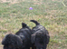 Jackapoo puppies