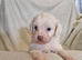 4 stunning shipooh pups