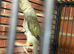 Proven pair with breeding g cage