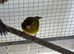 Raza Canary cock birds only