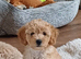 F1bb CAVAPOOCHON puppies