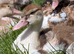 Sexed Muscovy Ducklings Available