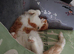 Neutered male 3 yrs old