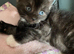 Calico kittens