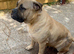 Mastiff female