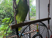 Beautiful Amazon Blue-Fronted Parrot &ndash; Ready for a Loving New Home