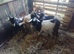 Billy goats