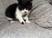 READY NOW BSH BABIES