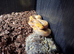 Super dwarf reticulated python