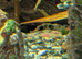 Guppy fry mix