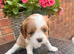 Kc LITTER OF 4 DNA CLEAR CAVALIER PUPPYS