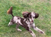 Chocolate Merle Toy Poodle For Stud SHORT NOTICE AVAILABLE in Leicestershire