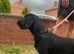 Beautiful lab x