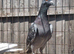 Racing pigeons for sale